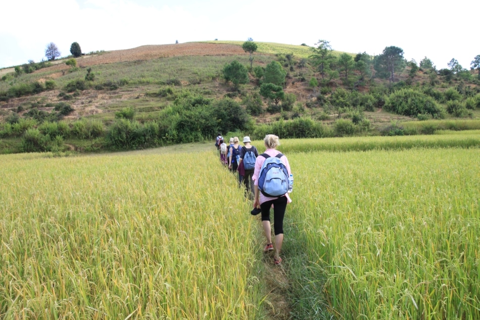 Trekking przez pole ryżowe