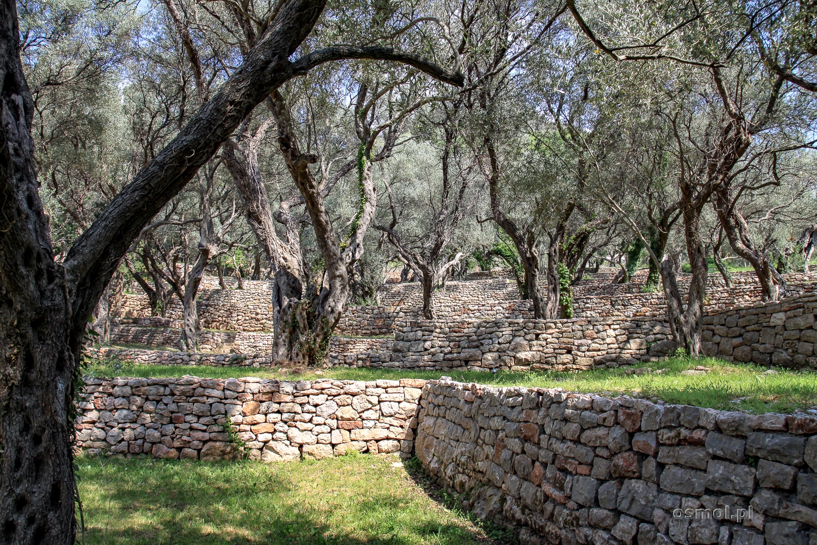 Gaj oliwny przy wyspie Święty Stefan