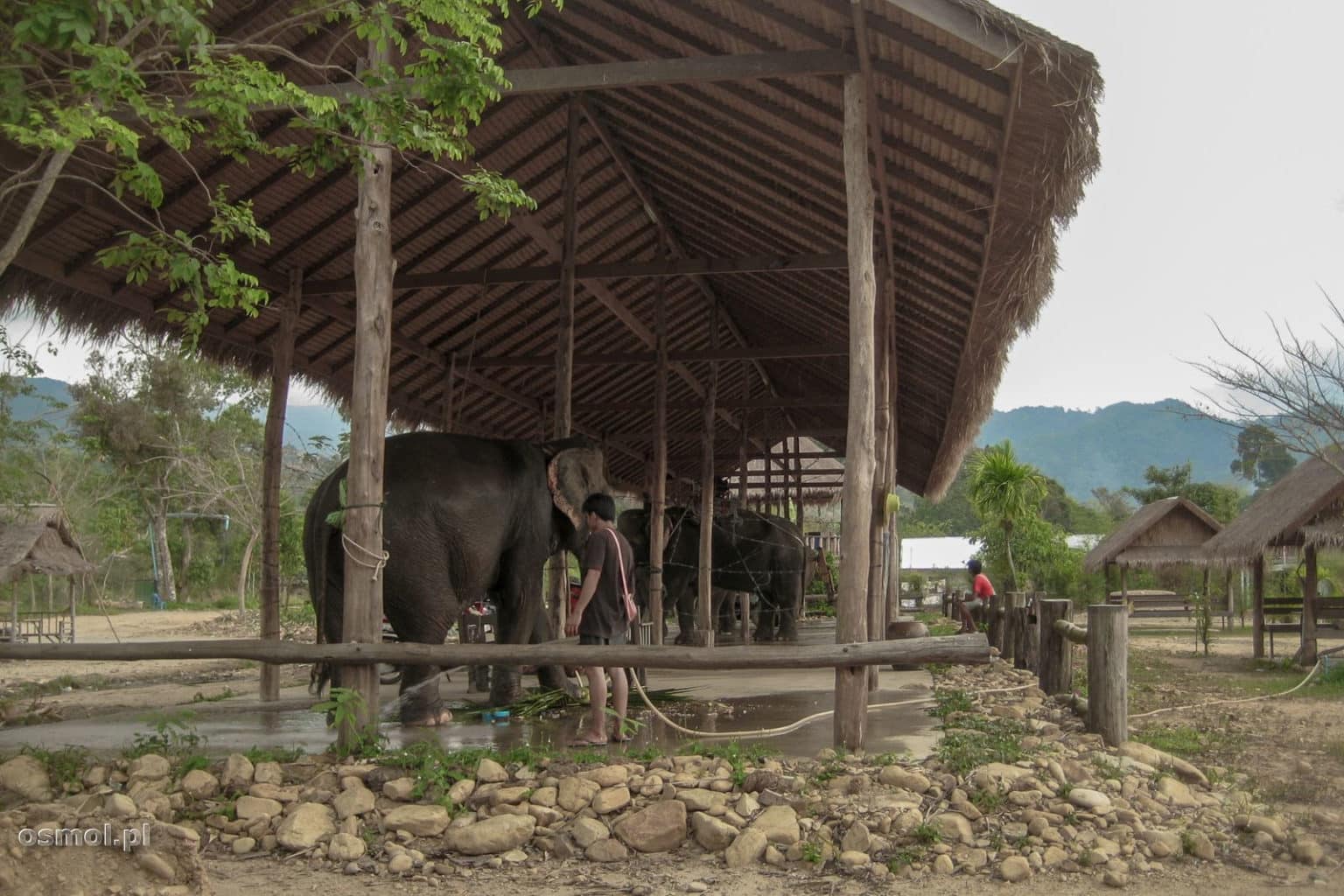 Słonie na Koh Chang