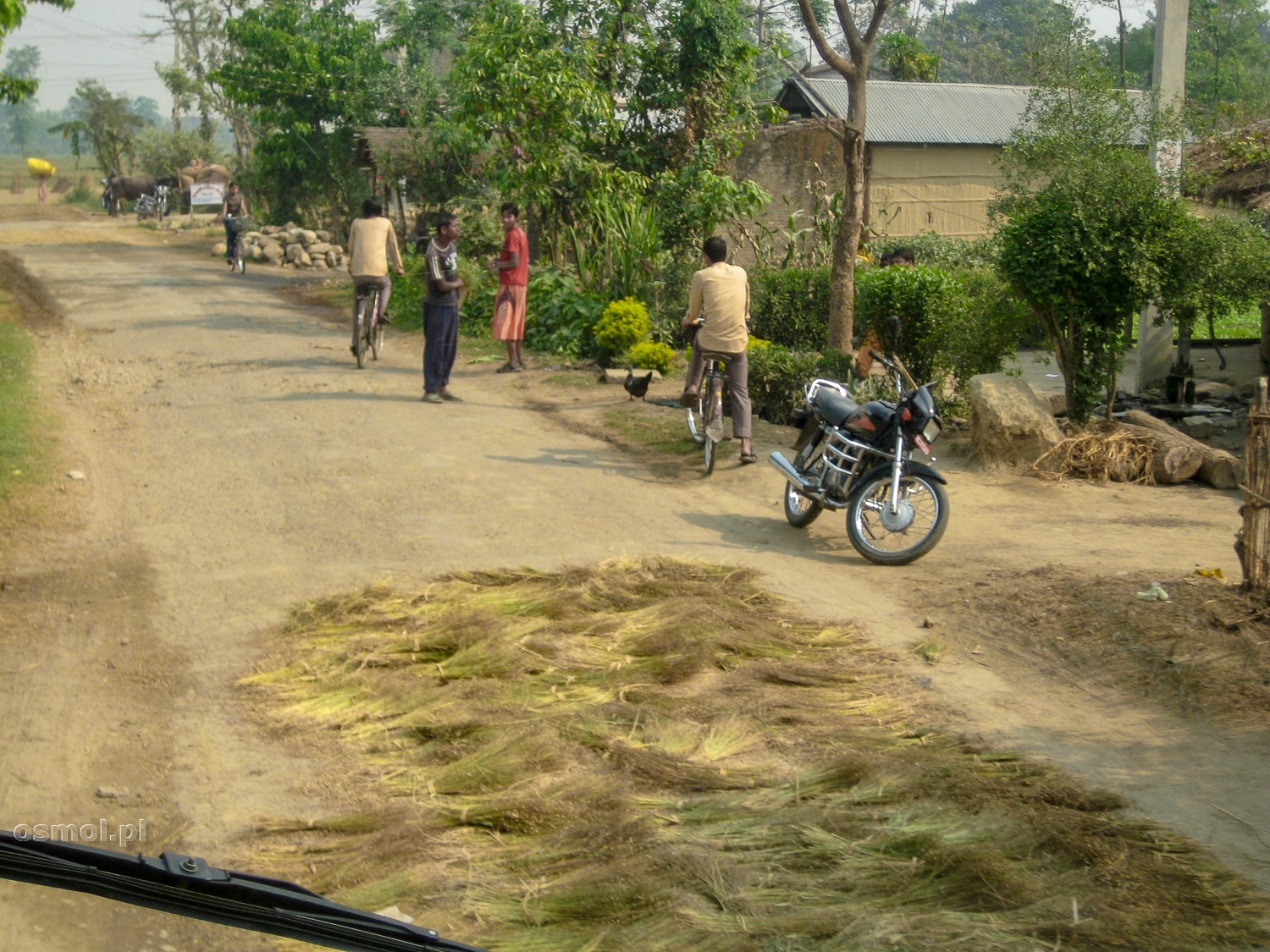 Nepal. Młócenie ryżu na drodze to codzienność. Przejeżdżające samochody to działają jak przyzwoita młockarnia ryżu.