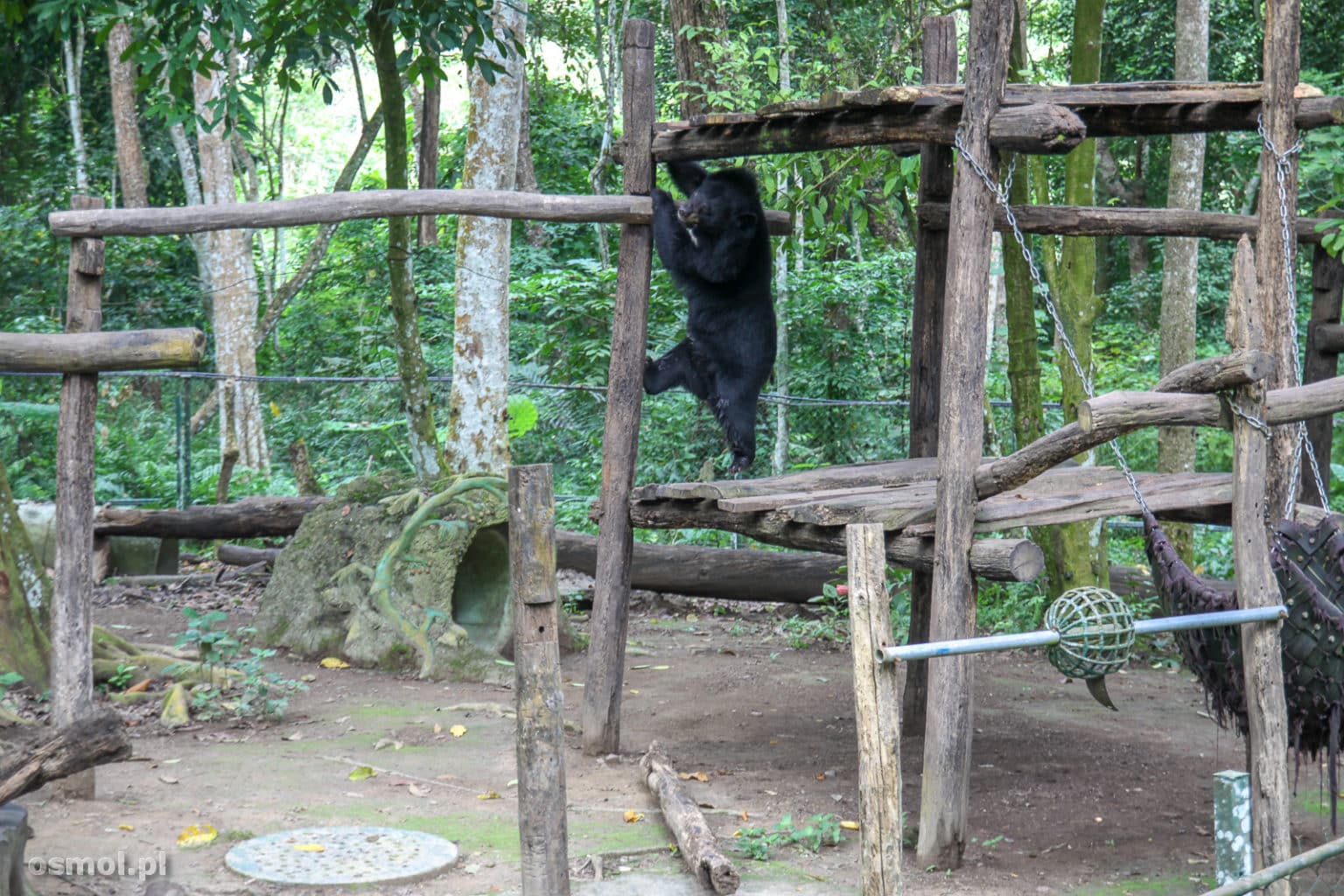 Niedźwiedzie w Laosie