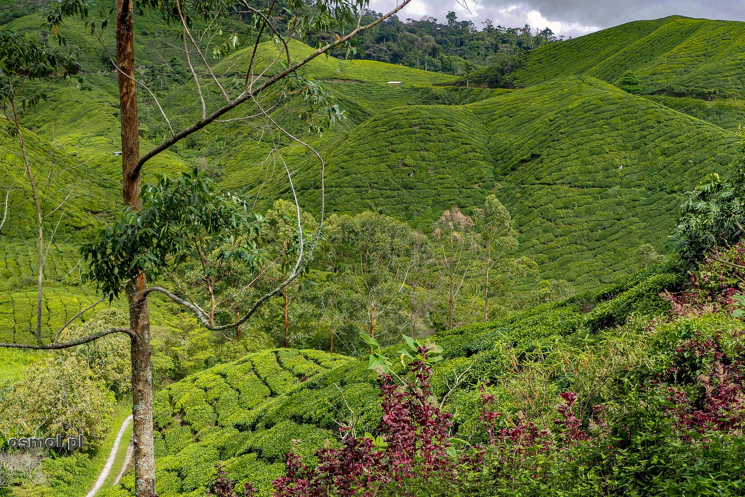 Wzgórza plantacji herbaty w Malezji