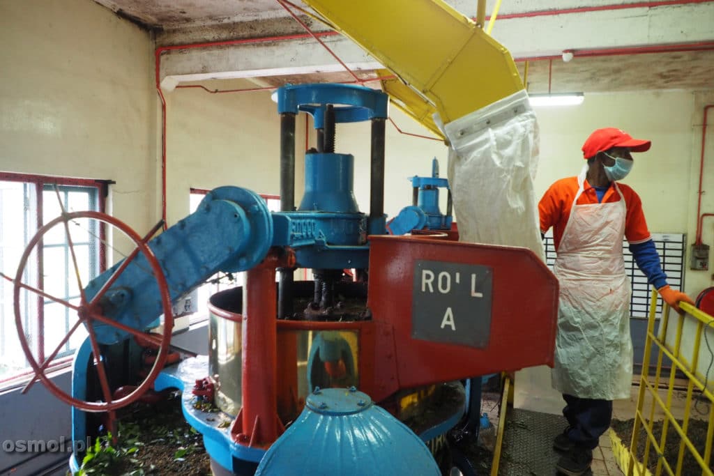 Plantacja herbaty BOH w Cameron Highlands