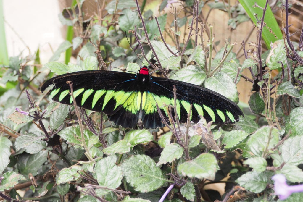 Motyl na Plantacji motyli w Cameron Highlands