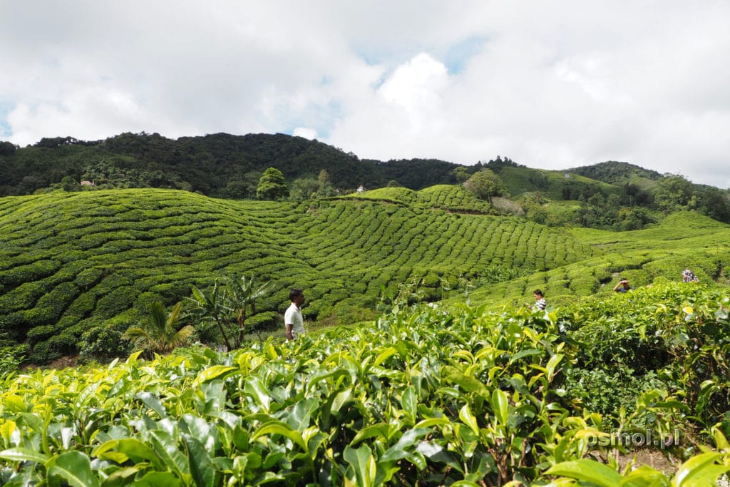 Zdjęcie na plantacji herbaty Cameron Highlands