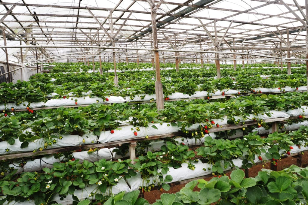 Cameron Highlands plantacja truskawek