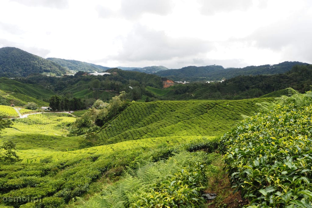 Na wzgórzach z plantacjami herbaty w Malezji