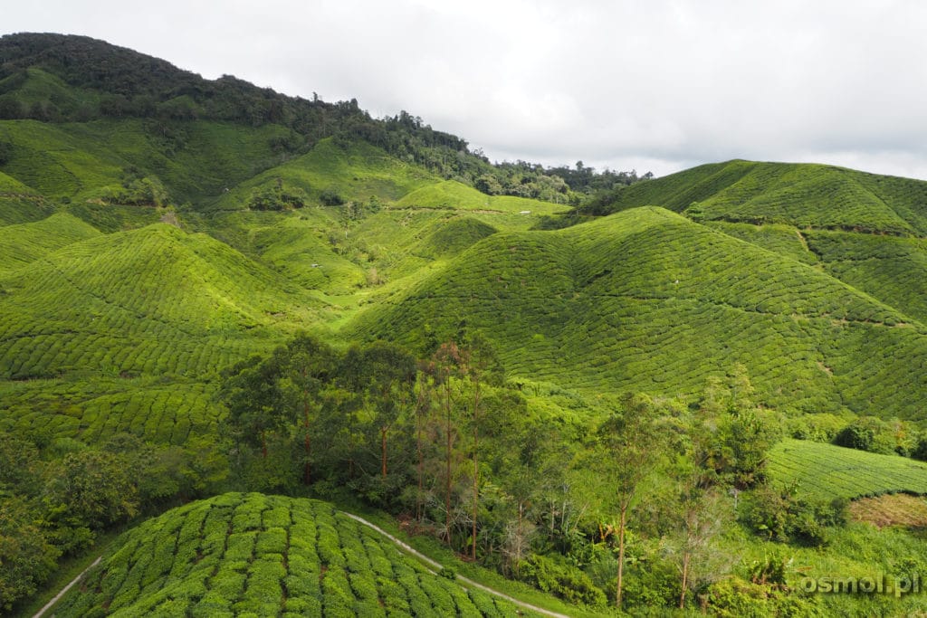 Malownicze herbaciane pola w Malezji