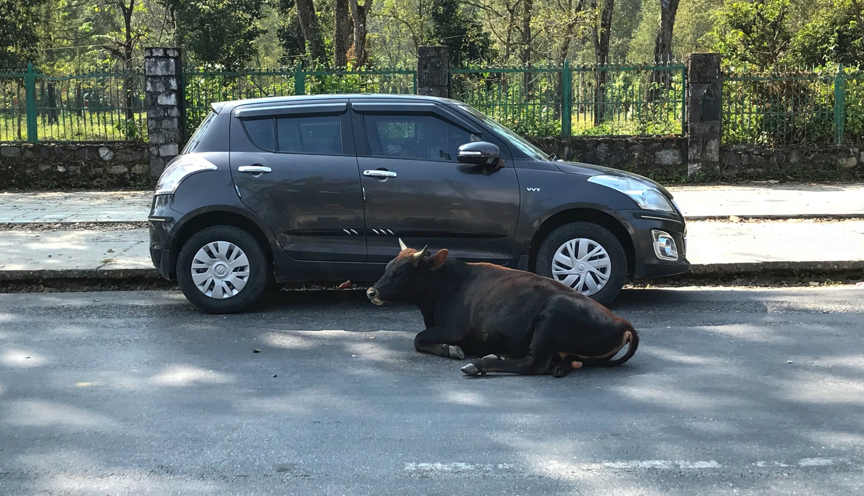 Krowa na ulicy w Pokharze