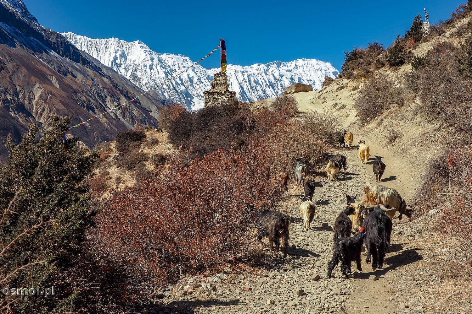 Kozy na szlaku w Himalajach.