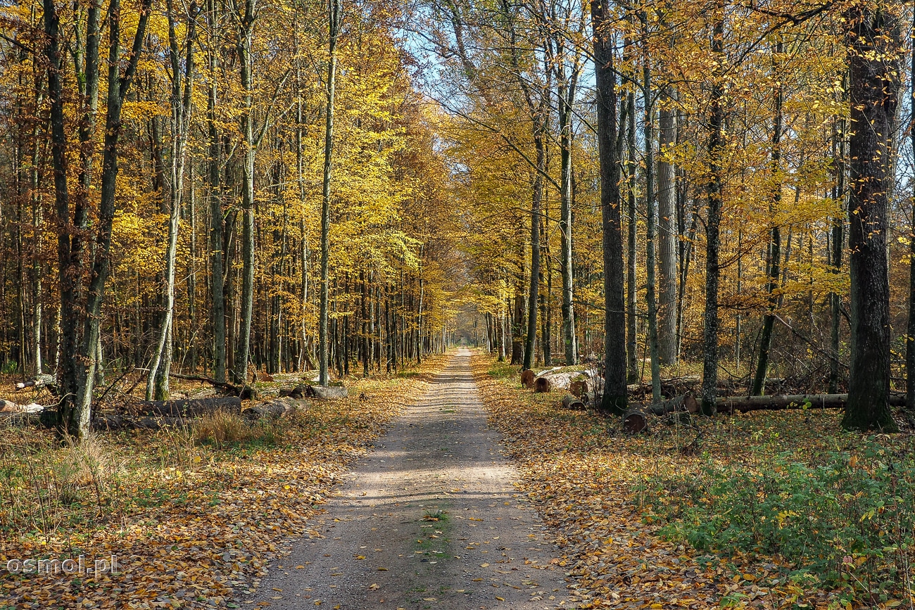 Puszcza Białowieska - najstarszy zachowany pierwotny las w Europie. Cud przyrody, jedno z najpiękniejszych miejsc w Polsce