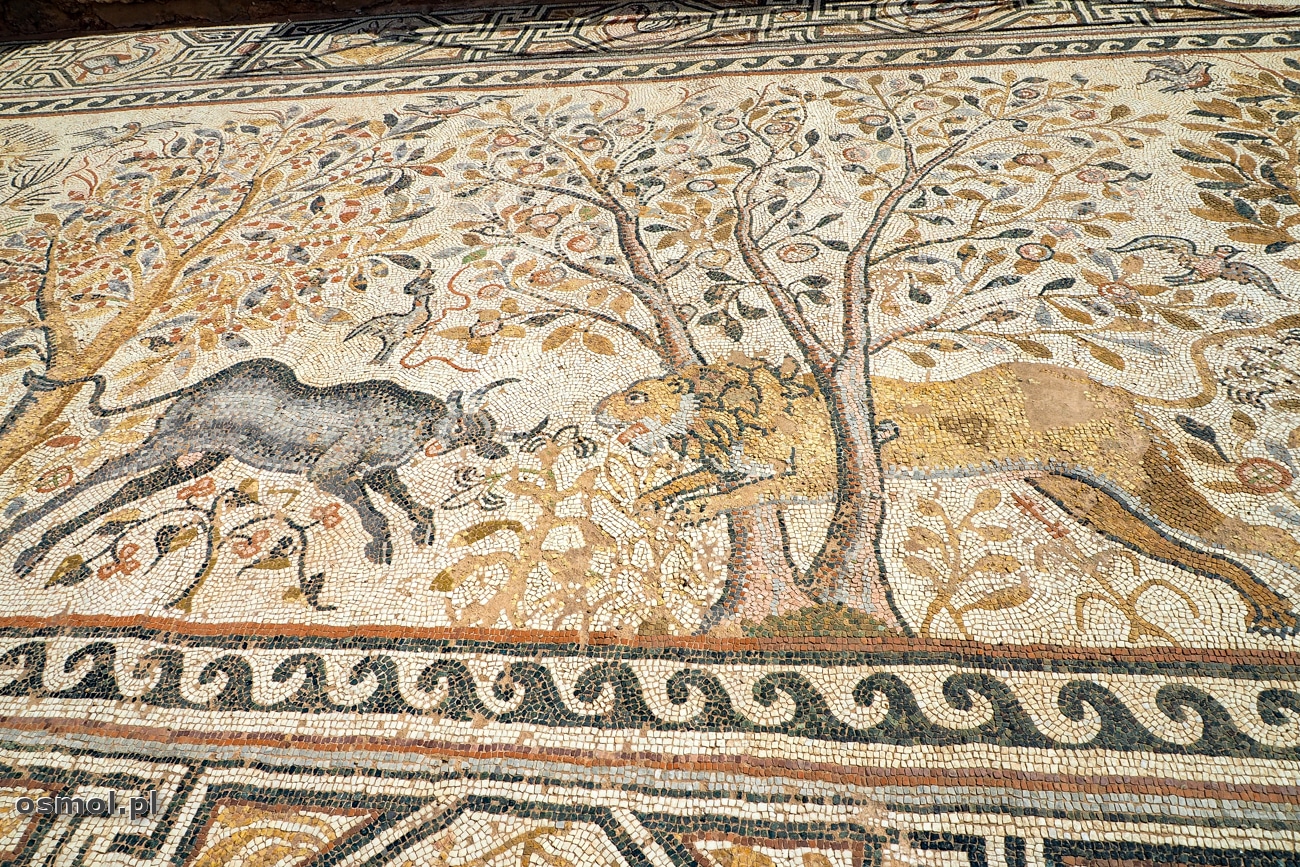 Walka byka z lwem na mozaice odsłoniętej w Heraklei