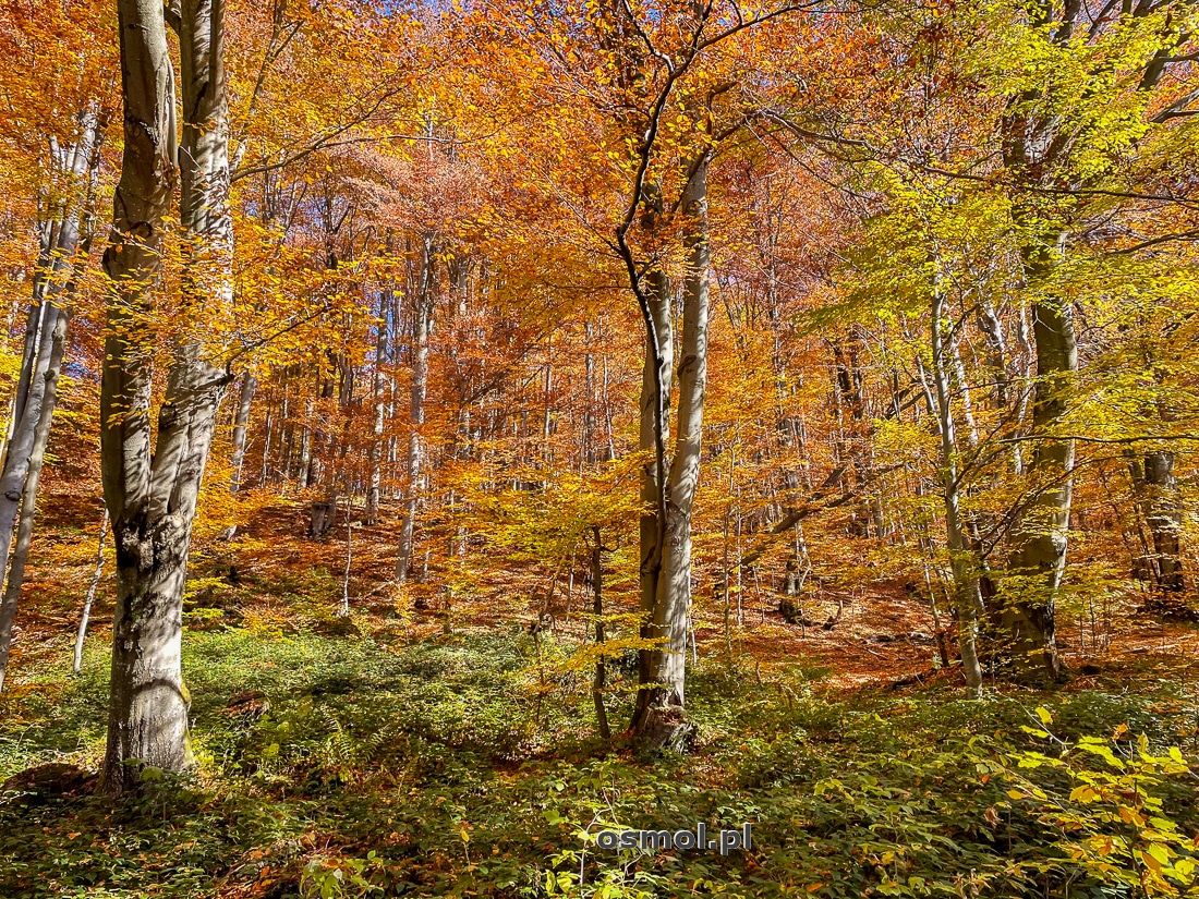 Jesienny las w Bieszczadach