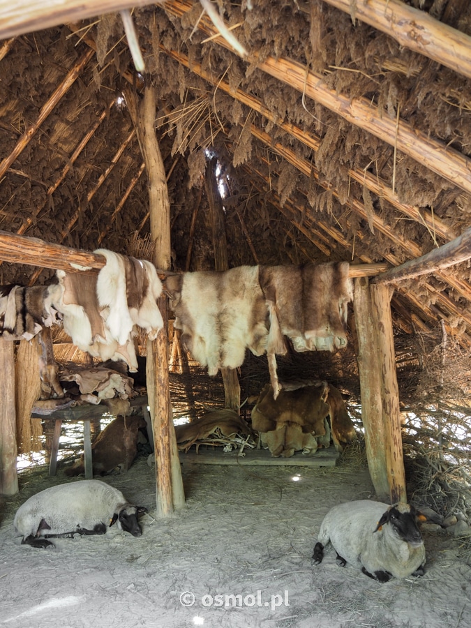 Wnętrze neolitycznej chaty wraz z żywym inwentarzem, czyli tu owcami