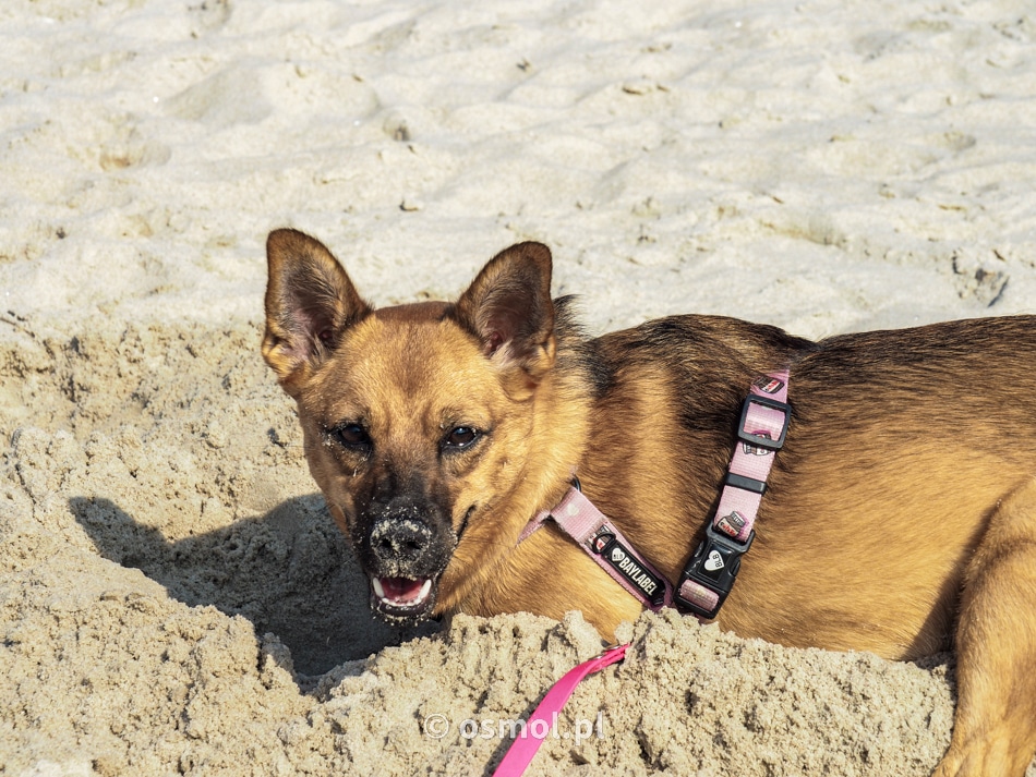 Pies na plaży w Łebie
