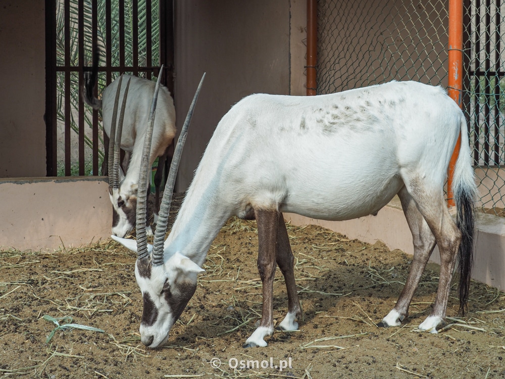 Oryx - kilka tych charakterystycznych dla Omanu zwierząt można obejrzeć przy forcie w Nizwie